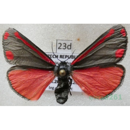 Tyria jacobaeae (Linnaeus, 1758) Czech23d